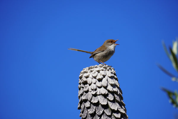World Animal Day -  Birds, Bubbles and Breakfast    Sunday October 4    9 AM